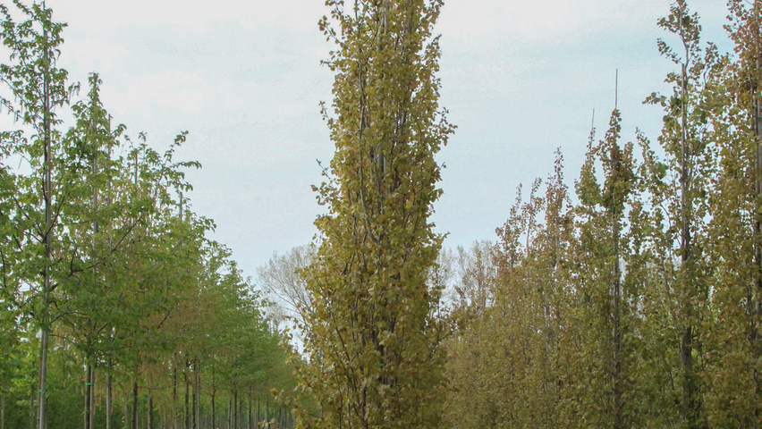 Populus tremula 'Erecta' beveerd