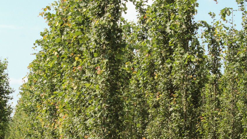 Populus tremula 'Erecta' beveerd