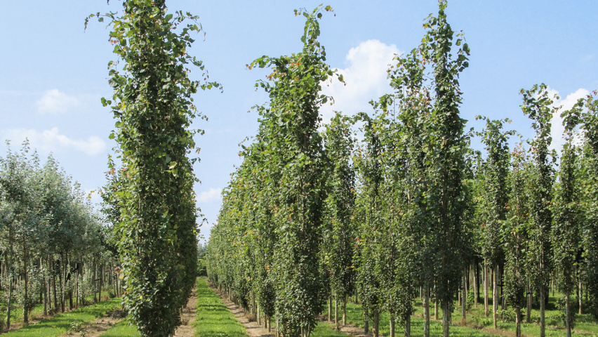 Populus tremula 'Erecta' beveerd