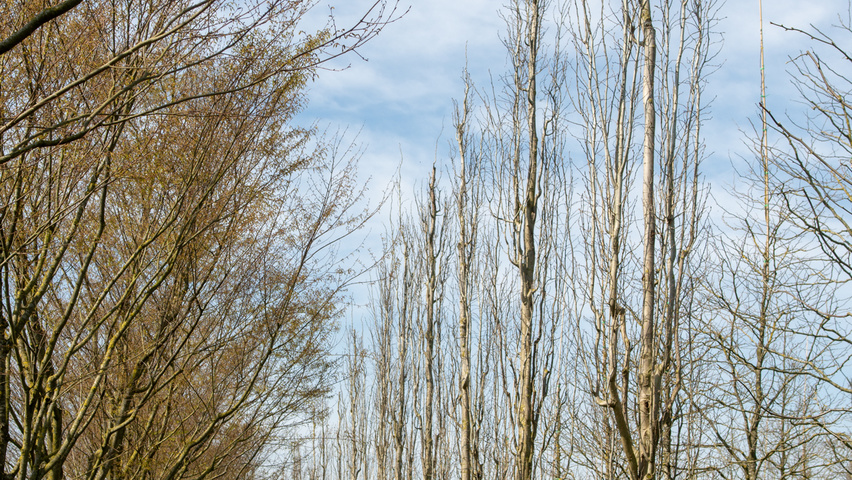 Populus tremula 'Erecta' beveerd