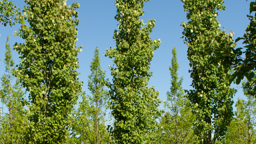 Populus tremula 'Erecta' beveerd