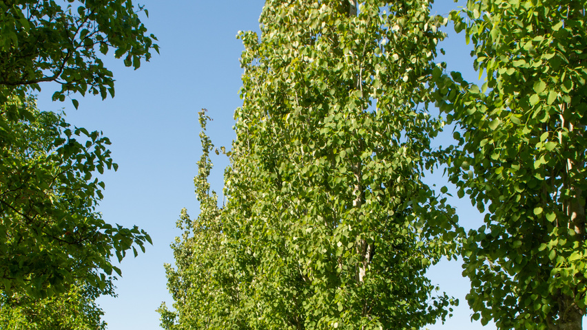Populus tremula 'Erecta' hoogstam