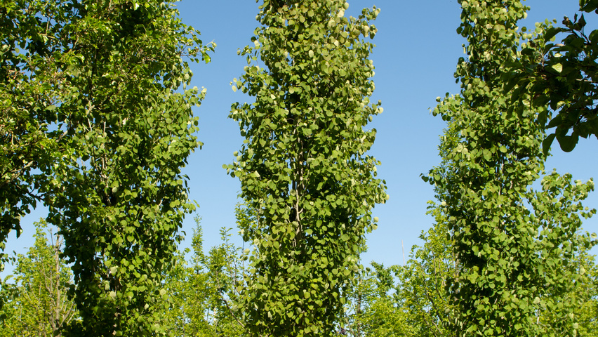 Populus tremula 'Erecta' hoogstam