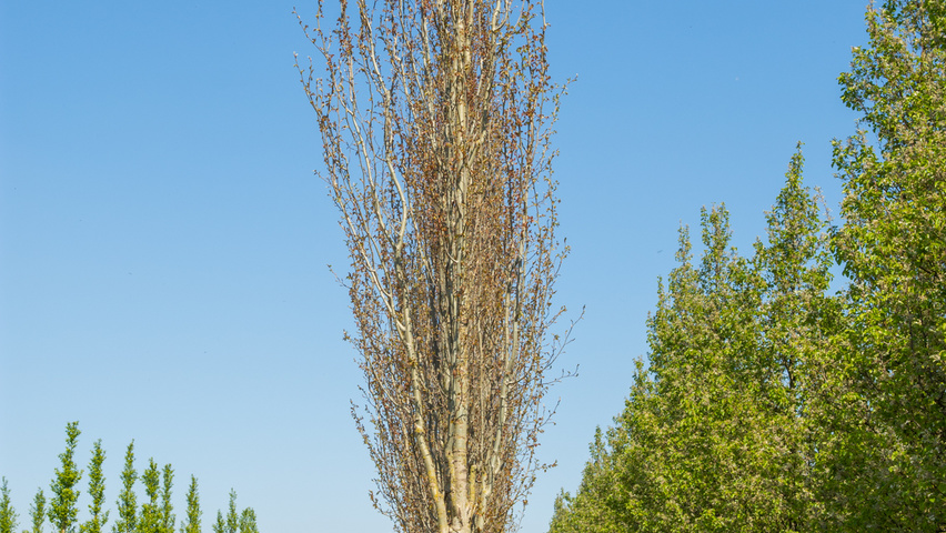 Populus tremula 'Erecta' hoogstam