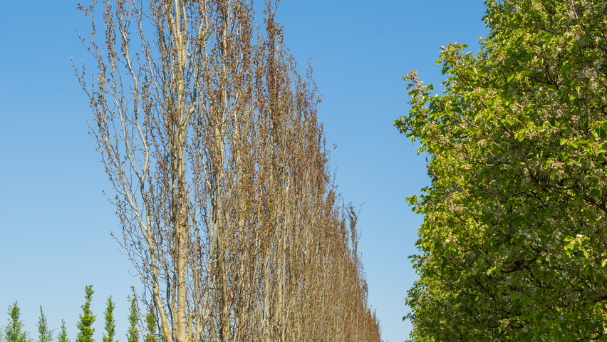 Populus tremula 'Erecta' hoogstam