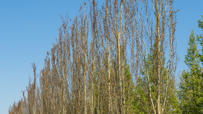 Populus tremula 'Erecta' hoogstam