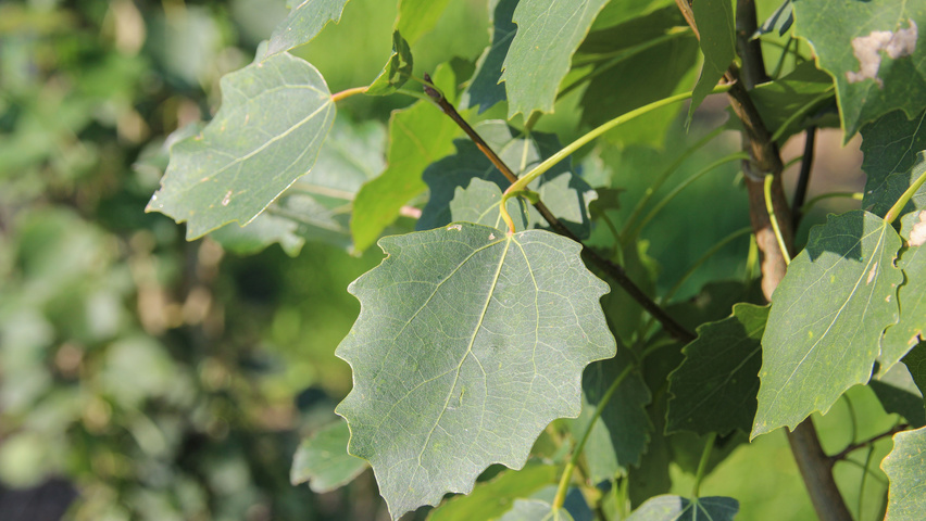 Populus tremula 'Erecta' blad