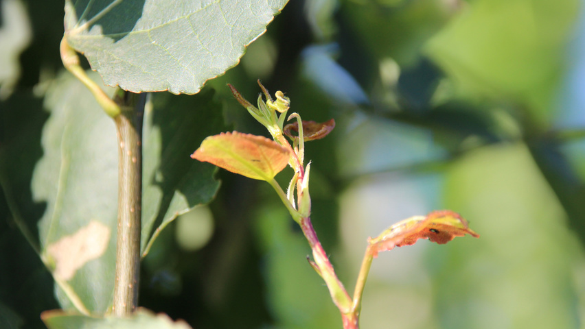 Populus tremula 'Erecta' blad