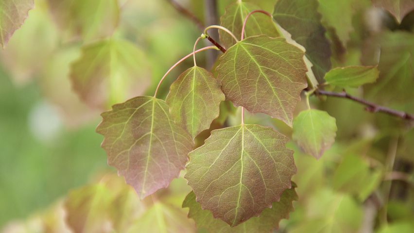 Populus tremula 'Erecta' blad