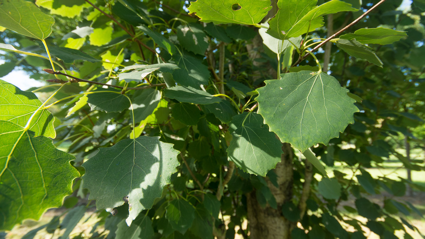 Populus tremula 'Erecta' blad