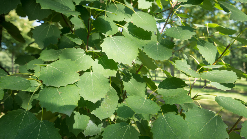 Populus tremula 'Erecta' blad