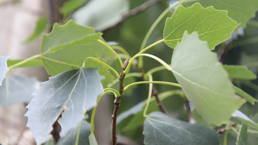 Populus tremula 'Erecta' twijgen