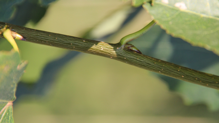Populus tremula 'Erecta' twijgen