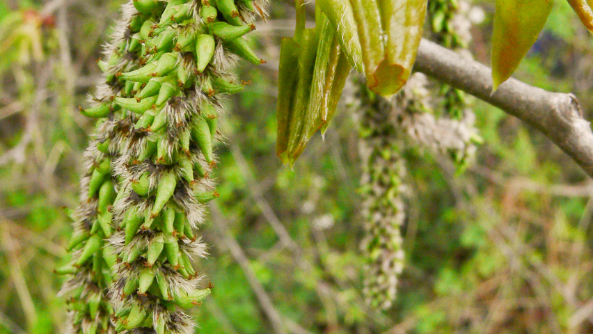 Populus tremula flowers