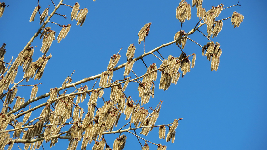 Populus tremula flowers