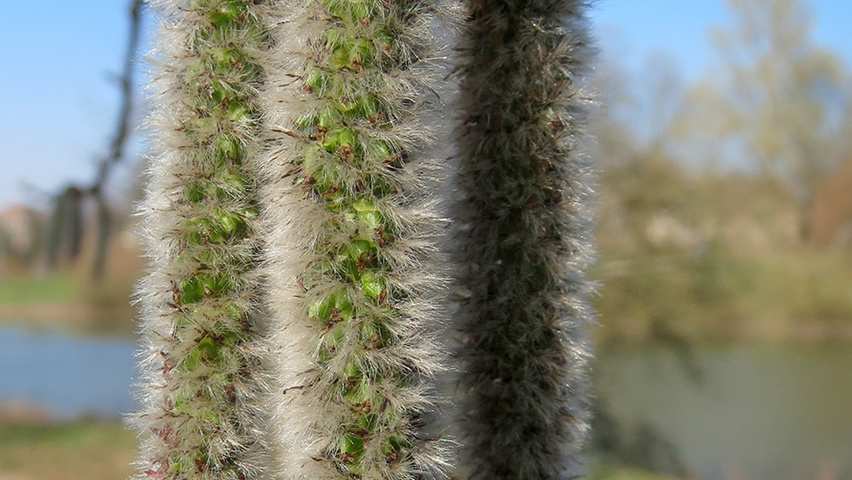 Populus tremula flowers