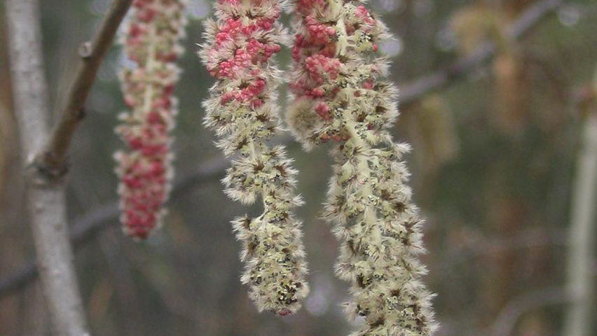 Populus tremula flowers