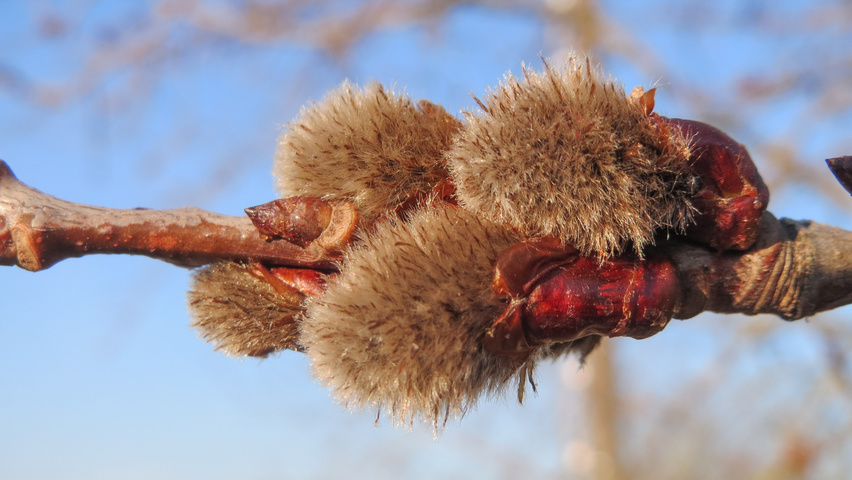 Populus tremula flowers