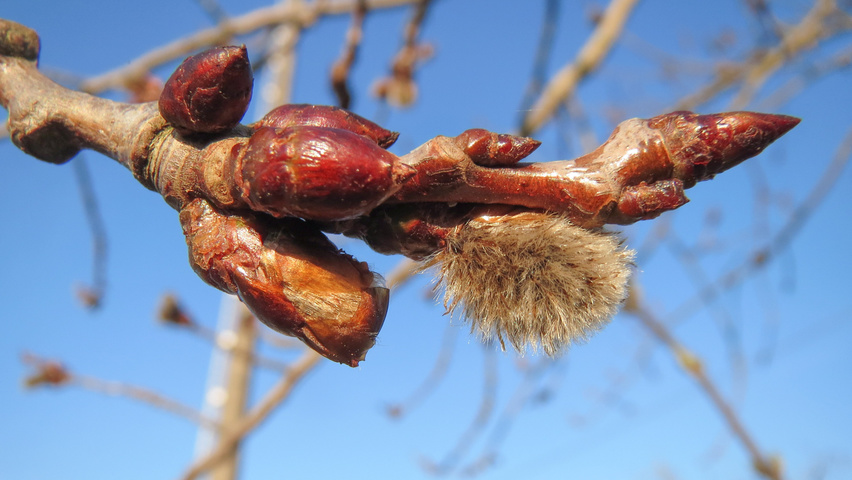 Populus tremula flowers