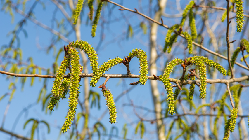 Populus tremula flowers