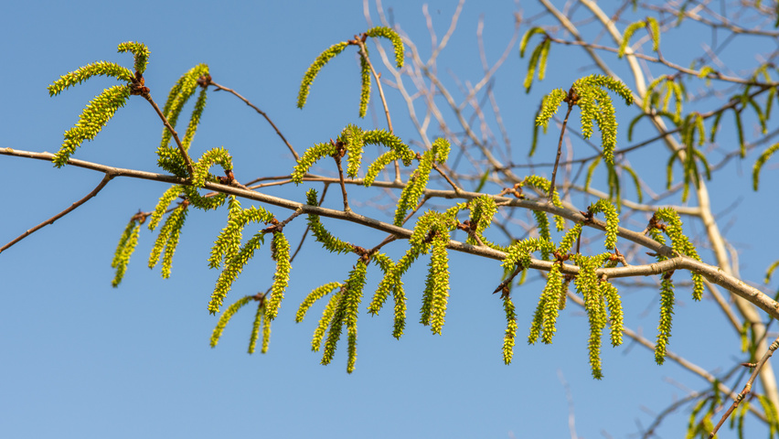 Populus tremula flowers