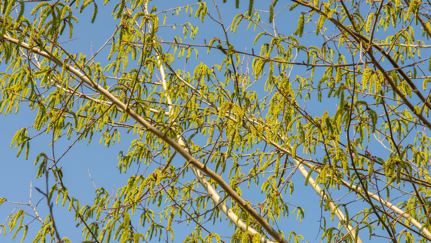 Populus tremula flowers