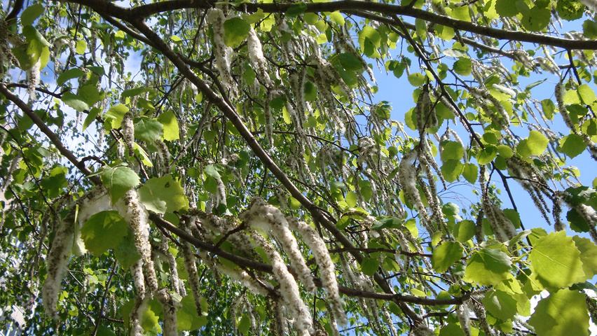 Populus tremula fruits