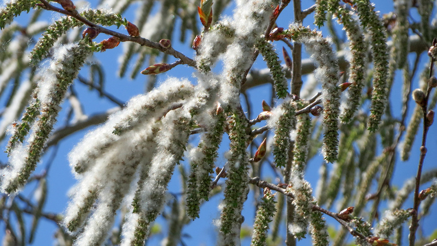 Populus tremula fruits