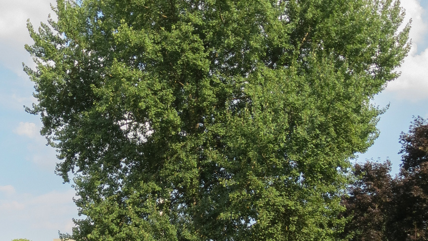 Populus tremula standard tree