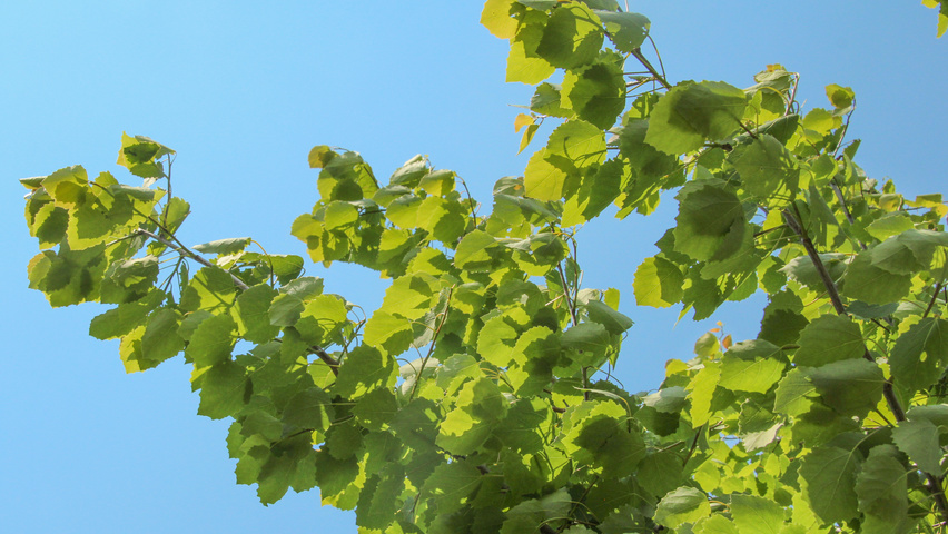 Populus tremula leaves