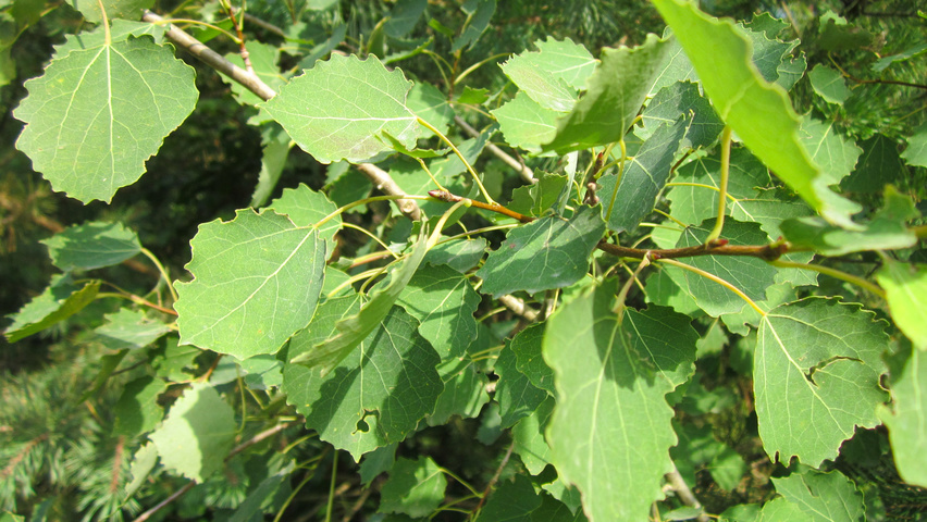 Populus tremula leaves