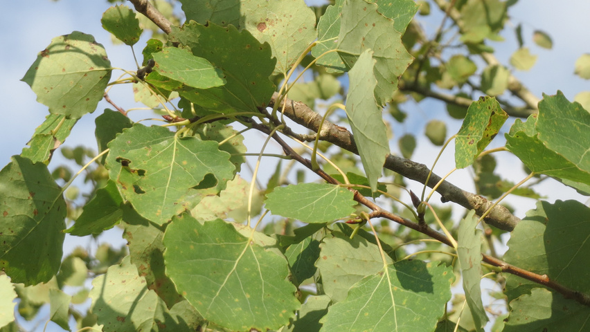 Populus tremula leaves