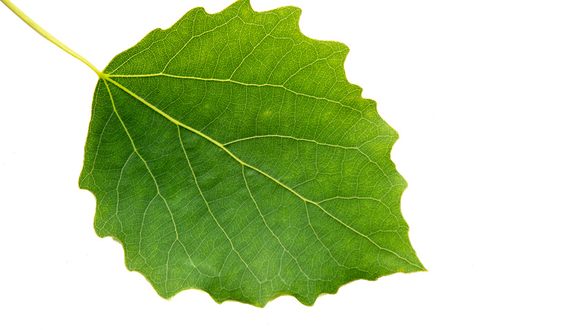 Populus tremula leaves