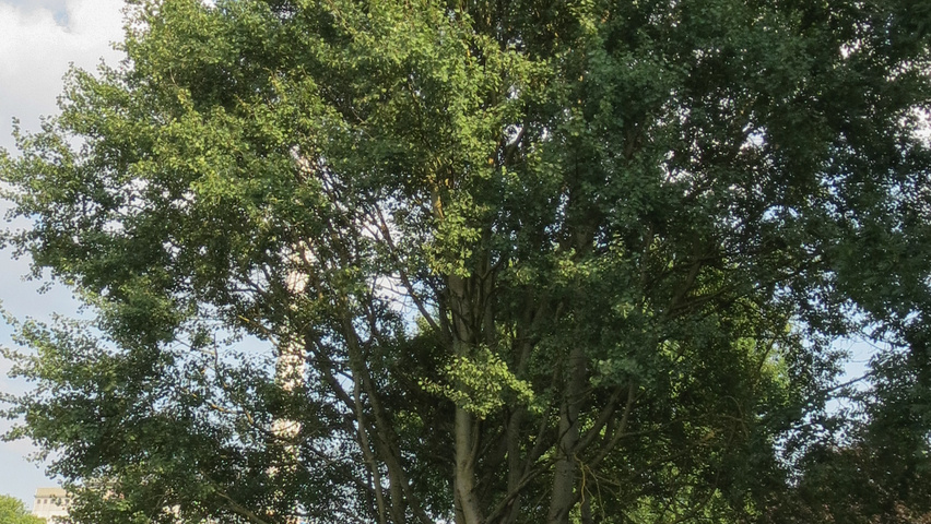 Populus tremula multi-stem