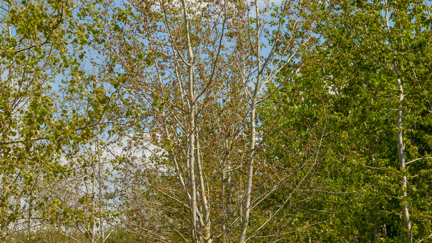 Populus tremula multi-stem