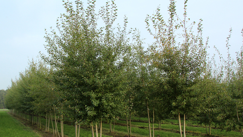 Bildergebnis für populus tremula