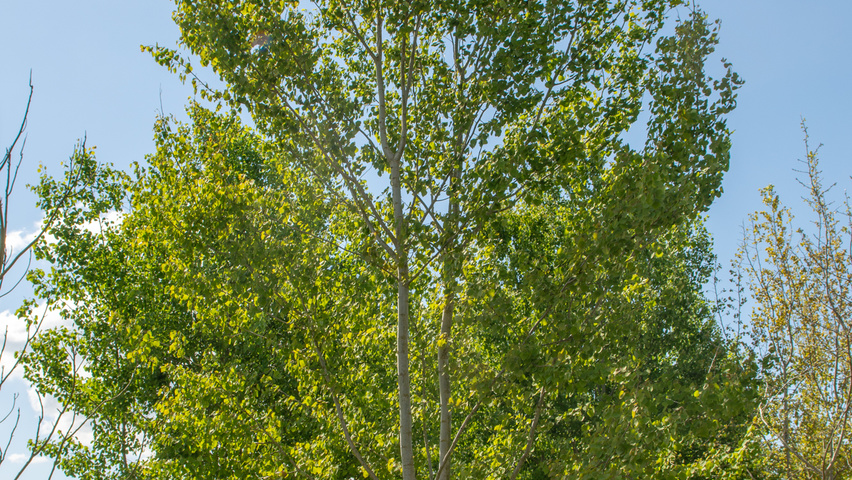 Populus tremula multi-stem