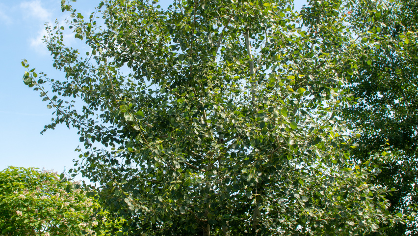 Populus tremula multi-stem