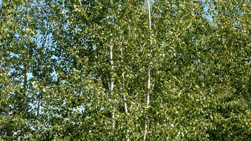 Populus tremula multi-stem