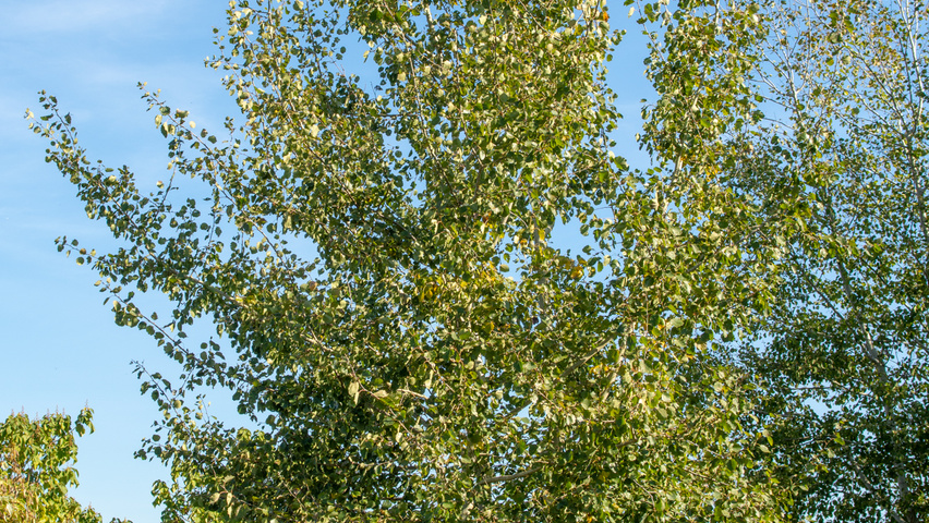 Populus tremula multi-stem
