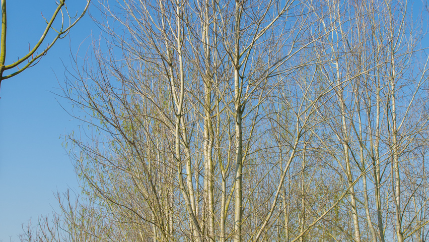 Populus tremula multi-stem