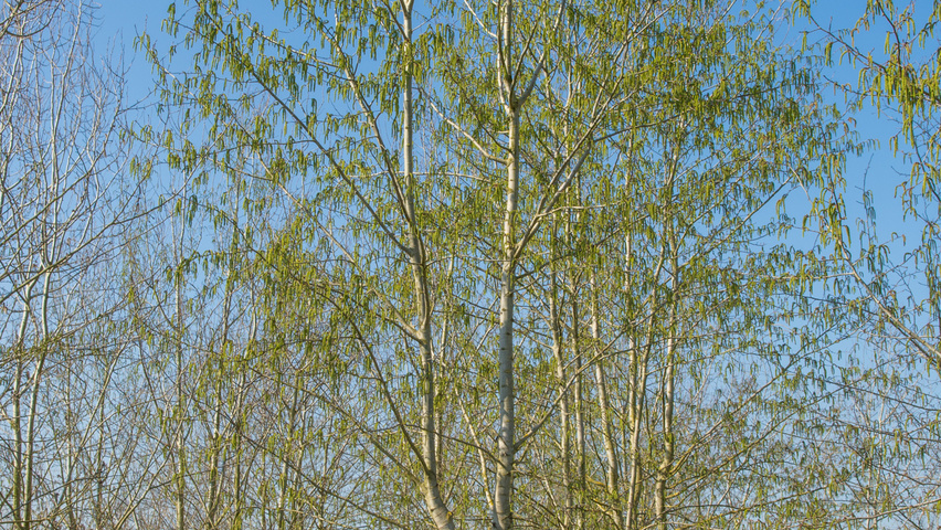 Populus tremula multi-stem