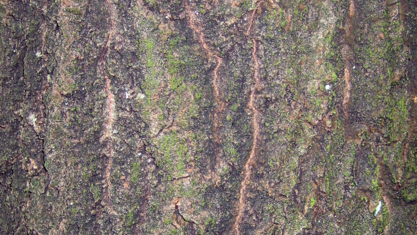 Populus tremula 'Pendula' bark