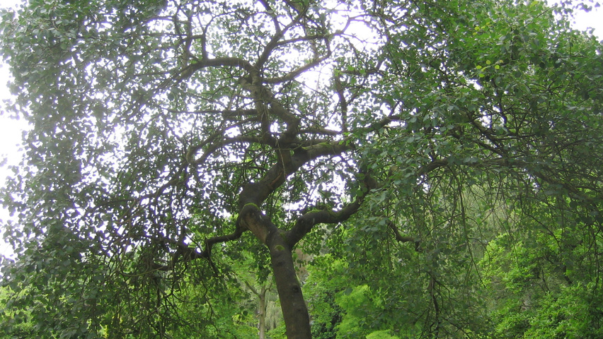 Populus tremula 'Pendula' standard tree