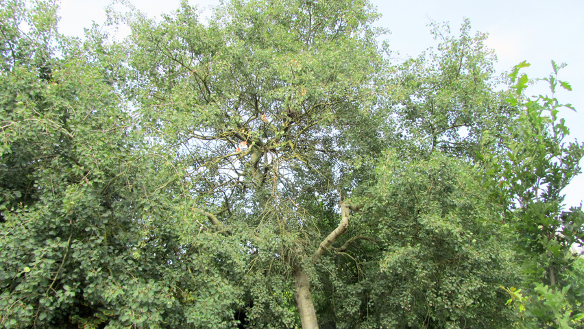 Populus tremula 'Pendula' standard tree