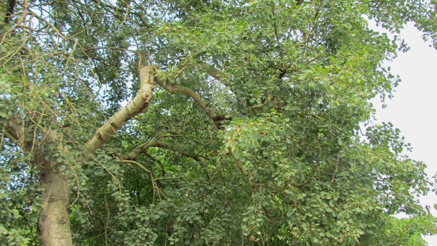 Populus tremula 'Pendula' standard tree