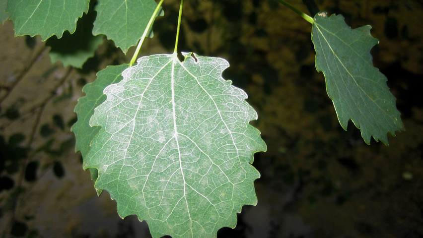 Populus tremula 'Pendula' leaves