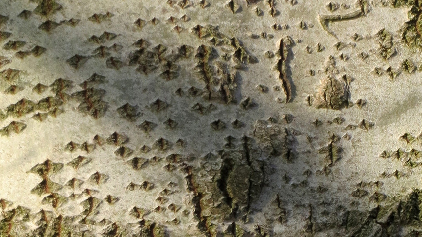 Populus tremula 'Tapiau' Rinden