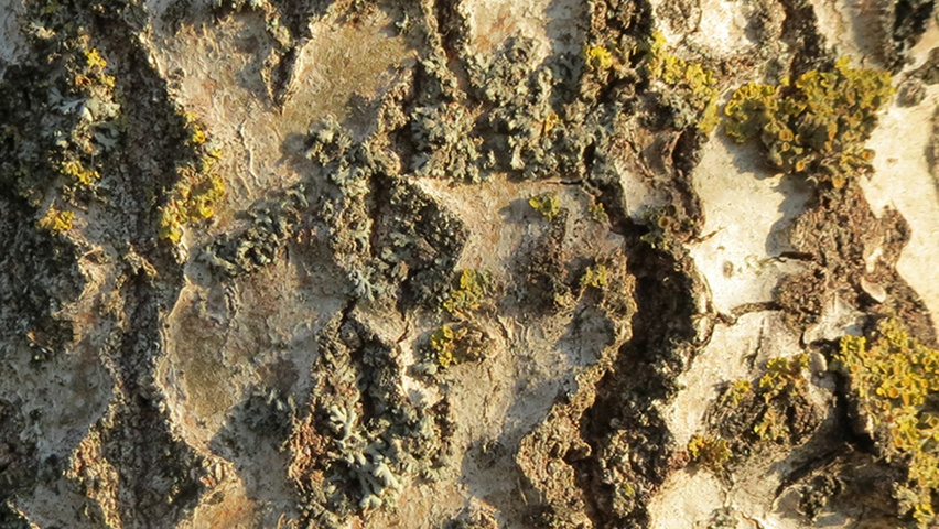 Populus tremula 'Tapiau' Rinden