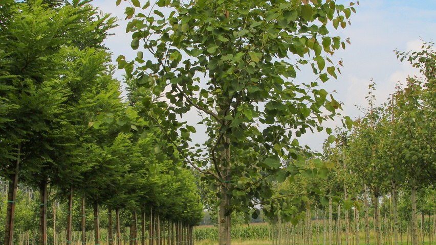 Populus tremula 'Tapiau' hochstämmig